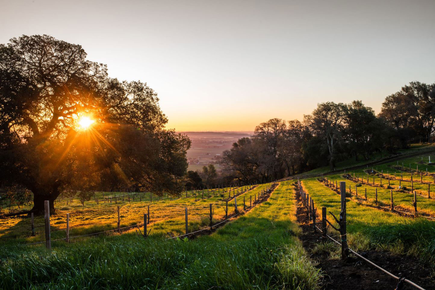 Suisun Valley Landscape