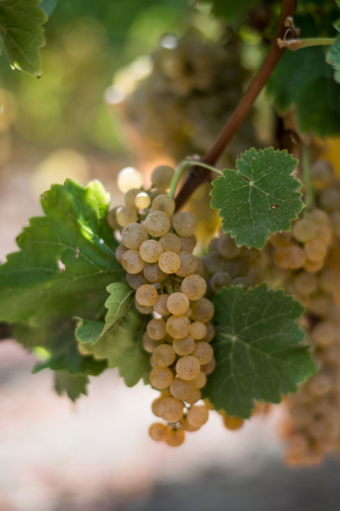 Chardonnay grapes