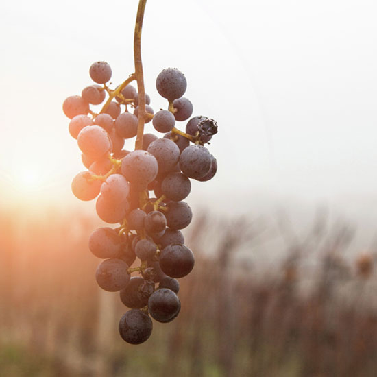 Pinot Noir grapes