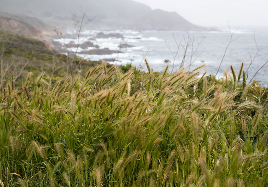 Coastal grass