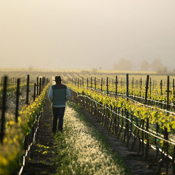 Charlie in Vineyard