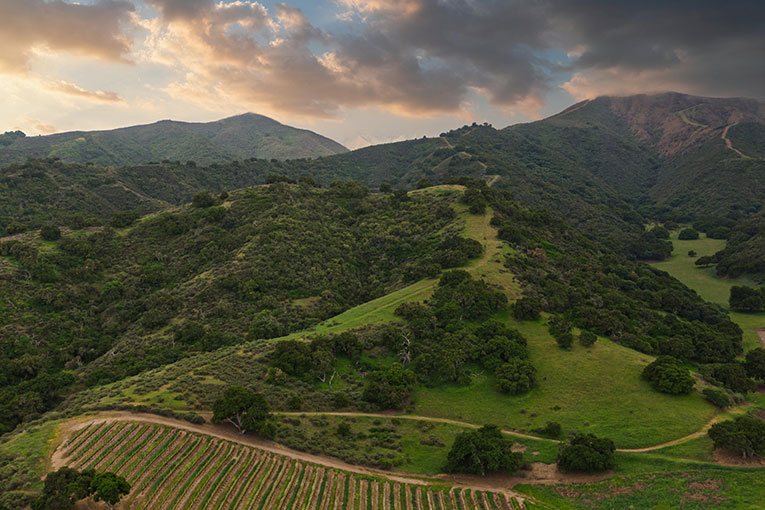 Sea Sun vineyards and mountains